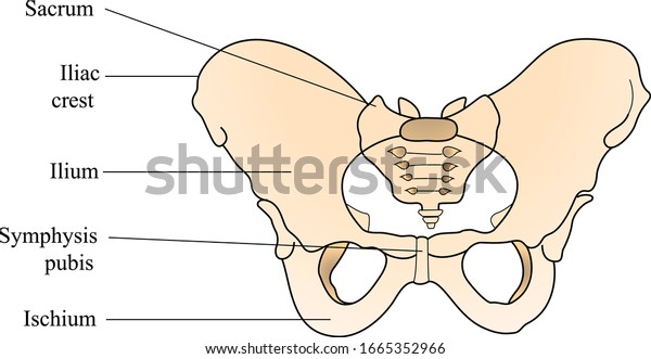 Bones of the pelvic girdle. Human pelvic bone\
male and female anatomy.
