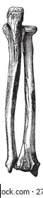 The bones of right forearm, vintage engraved illustration.