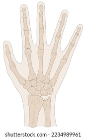 Huesos de la mano derecha, vista dorsal (posterior)