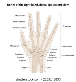 Huesos de la mano derecha, vista dorsal (posterior)