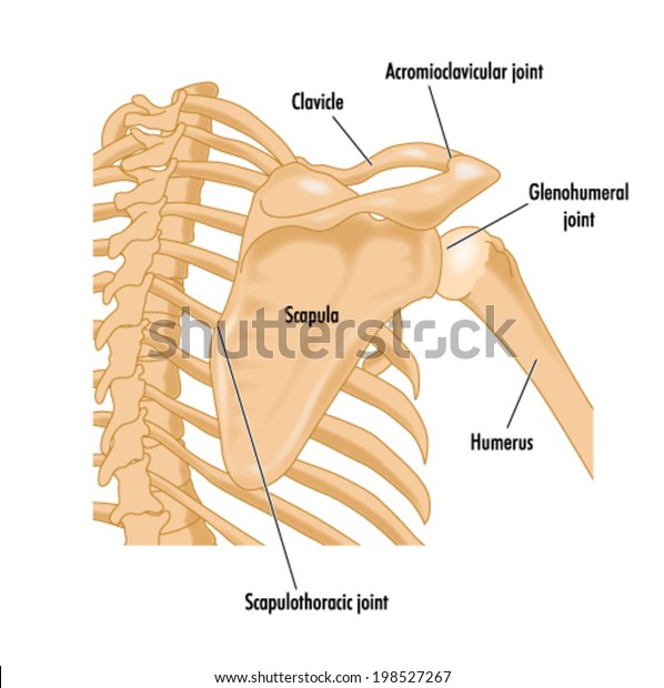 Bones of the right shoulder showing the area\
bounding the rotator\
cuff