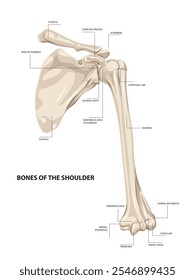 Bones of the shoulder Anterior view of the bones of the left shoulder. Vector illustration. Classification of parts of shoulder bone.