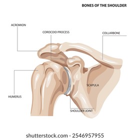 Ossos do ombro Visão anterior dos ossos do ombro esquerdo. Ilustração vetorial. Classificação das partes do osso do ombro.