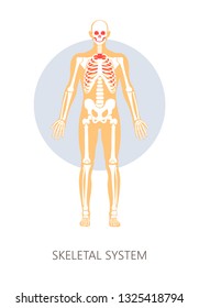 Bones skeletal system human anatomy isolated anatomical structure vector skull and spine joints and hip ribs and feet skeleton physiology pelvis and vertebrae backbone medicine and healthcare