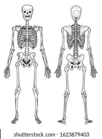 Bones, skeletal system, human anatomy isolated anatomical structure vector. Skull and spine, joints and hip, ribs and feet, skeleton physiology. Pelvis and vertebrae, backbone, medicine and healthcare