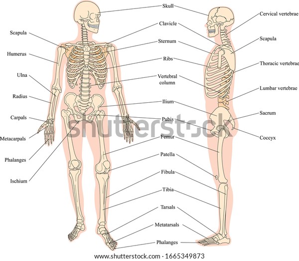 Bones of the skeleton (anterior and side). The\
main parts of the human skeletal system, its anatomy. Skeleton\
diagram. Vector.