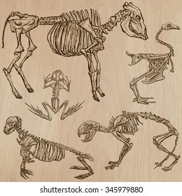 BONES, SKELETONS and Skulls of some Animals.Collection of an hand drawn vector illustrations.Freehand sketching.Each drawing comprise a few layers of lines. Background is isolated. Editable in groups.