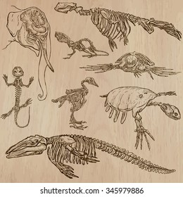 BONES, SKELETONS and Skulls of some Animals.Collection of an hand drawn vector illustrations.Freehand sketching.Each drawing comprise a few layers of lines. Background is isolated. Editable in groups.