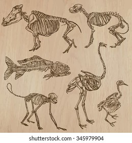 BONES, SKELETONS and Skulls of some Animals.Collection of an hand drawn vector illustrations.Freehand sketching.Each drawing comprise a few layers of lines. Background is isolated. Editable in groups.