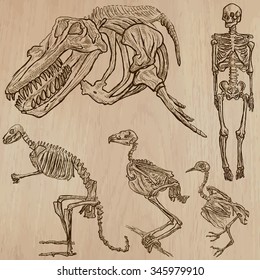BONES, SKELETONS and Skulls of some Animals.Collection of an hand drawn vector illustrations.Freehand sketching.Each drawing comprise a few layers of lines. Background is isolated. Editable in groups.