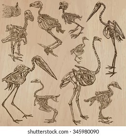 BONES, SKELETONS and Skulls of some BIRDS.Collection of an hand drawn vector illustrations. Freehand sketching. Each drawing comprise a few layers of lines. Background is isolated. Editable in groups.
