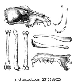 Bones sketches set. Halloween design element. Animal bones, sculls part. Hand-drawn vector illustrations for witchcraft, alchemy, Halloween decor 