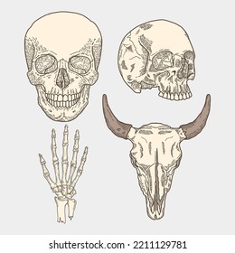 bones skull skeleton western soft color old skull