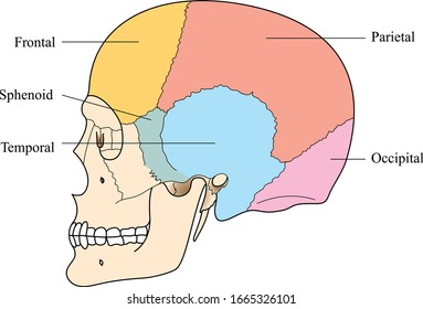 Bones of the skull vector. Human skull structure and side view.