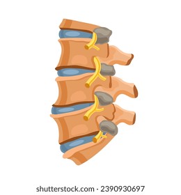 Huesos de la columna vertebral. Ortopedia. Ilustración médica de fondo blanco.