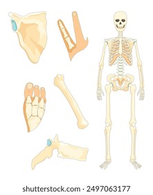 Skelett vom Knochentyp. Element des anatomischen Diagramms. Knochenbeispiel. Pädagogische medizinische Vektorgrafik