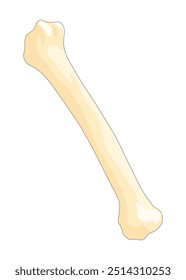 Bones type skeleton. Educational anatomical diagram element. Bone example. Educational medical vector illustration