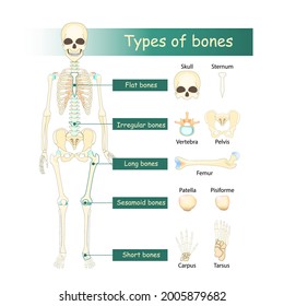Bones types of Human skeleton: Flat, Long, Short, Sesamoid and Irregular bone. Classification of bones by shape.