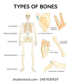 Bones types skeleton. Educational anatomical diagram. Bones location and titles example. Labeled educational scheme, anatomy outline diagram. Educational medical vector illustration