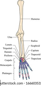 Huesos de la extremidad superior. Huesos y anatomía de la extremidad superior. Diagrama del sistema óseo humano.