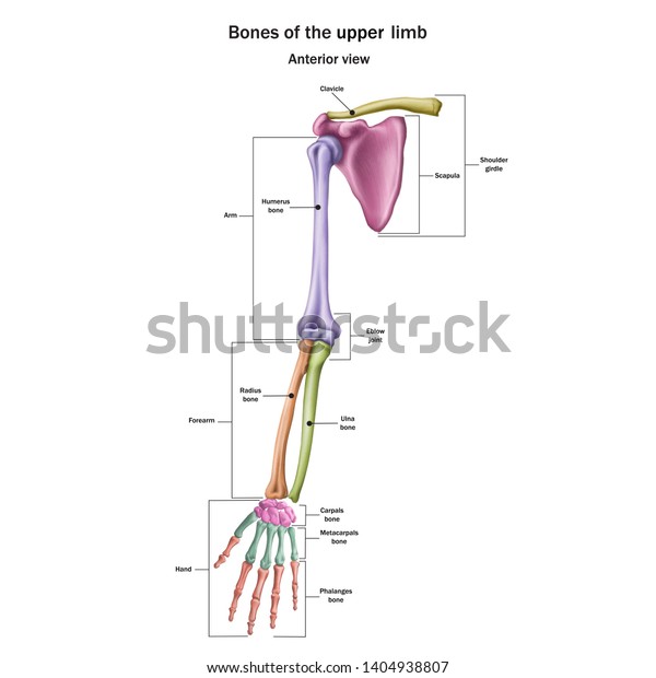 Bones of the upper limb with the name\
and description of all sites. Anterior view. Human anatomy. Vector\
illustration isolated on a white\
background.