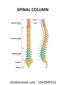 Bones of the vertebral column. All parts and anatomy of the human spine.