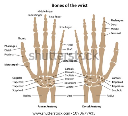 Bones Wrist Main Parts Labeled View Stock Vector (Royalty Free