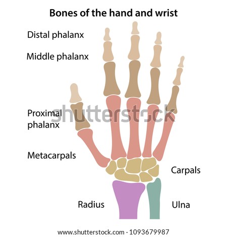 Bones Wrist Main Parts Labeled Vector Stock Vector (Royalty Free