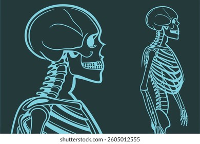Bones  X-Ray A Digital Skeleton Showcase