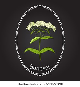Boneset (Eupatorium perfoliatum), or agueweed, feverwort, sweating-plant. Hand drawn botanical vector illustration