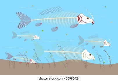 Boney Common Carp