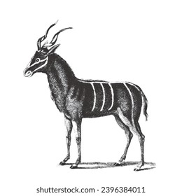 Bongo (Tragelaphus eurycerus). Doodle sketch. Vintage vector illustration.