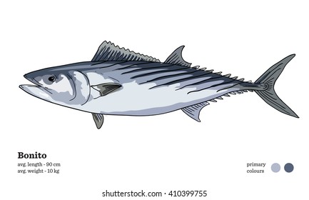 Bonito fish vector illustration