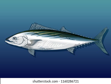 Bonito Sea Fish