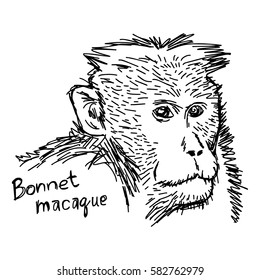 Bonnet macaque closeup - vector illustration sketch hand drawn with black lines, isolated on white background