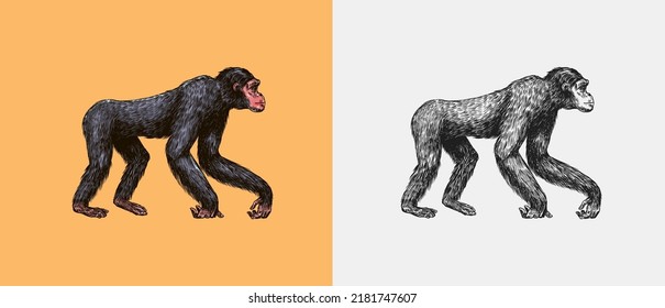 92 Bonobo White Background Stock Vectors, Images & Vector Art | Shutterstock