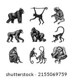 Bonobo or chimpanzee, Western gorilla , Orangutan in vintage style. Colombian capuchin Proboscis monkey. Spider monkey or Southern muriqui . Hand drawn engraved sketch in woodcut style. 