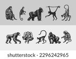 Bonobo or chimpanzee, Western gorilla , Orangutan in vintage style. Colombian capuchin Proboscis monkey. Spider monkey or Southern muriqui . Hand drawn engraved sketch in woodcut style. 