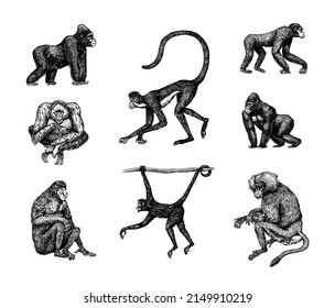 Bonobo or chimpanzee, Western gorilla , Orangutan in vintage style. Colombian capuchin Proboscis monkey. Spider monkey or Southern muriqui . Hand drawn engraved sketch in woodcut style. 