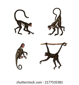 Bonobo chimpanzee  Western gorilla   Orangutan in vintage style  Colombian capuchin Proboscis monkey  Spider monkey Southern muriqui   Hand drawn engraved sketch in woodcut style  