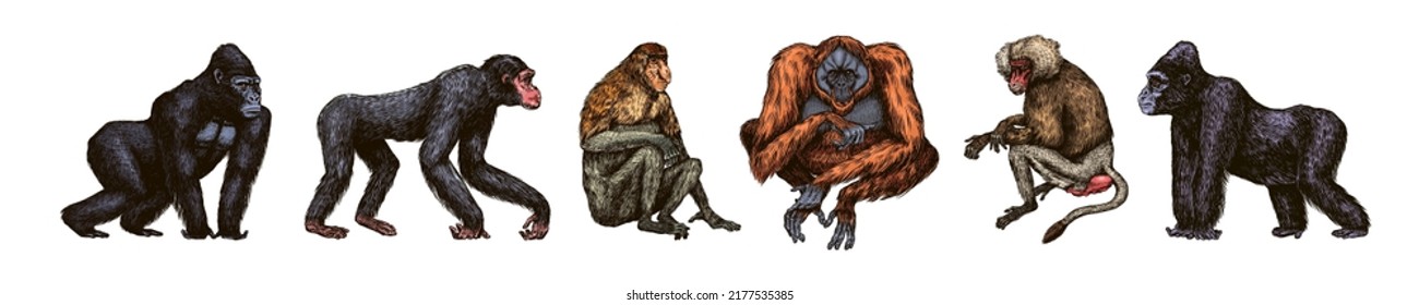 Bonobo or chimpanzee, Western gorilla , Orangutan in vintage style. Colombian capuchin Proboscis monkey. Spider monkey or Southern muriqui . Hand drawn engraved sketch in woodcut style. 