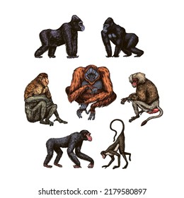 Bonobo or chimpanzee, Western gorilla , Orangutan in vintage style. Colombian capuchin Proboscis monkey. Spider monkey or Southern muriqui . Hand drawn engraved sketch in woodcut style. 