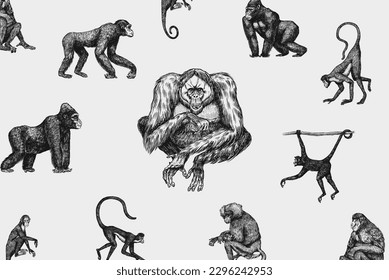 Bonobo or chimpanzee, Western gorilla , Orangutan in vintage style. Colombian capuchin Proboscis monkey. Spider monkey or Southern muriqui . Hand drawn engraved sketch in woodcut style. 