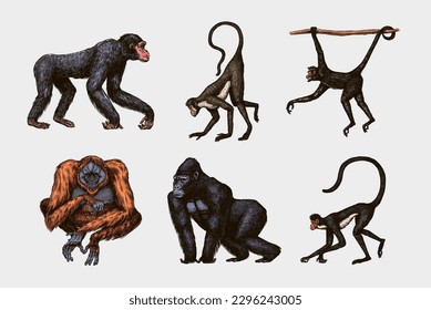 Bonobo or chimpanzee, Western gorilla , Orangutan in vintage style. Colombian capuchin Proboscis monkey. Spider monkey or Southern muriqui . Hand drawn engraved sketch in woodcut style. 