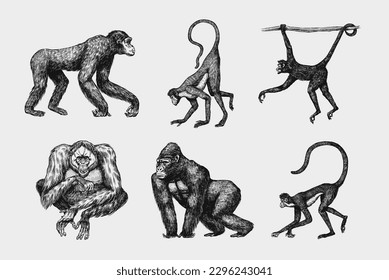 Bonobo or chimpanzee, Western gorilla , Orangutan in vintage style. Colombian capuchin Proboscis monkey. Spider monkey or Southern muriqui . Hand drawn engraved sketch in woodcut style. 