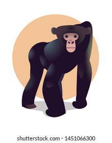 Bonobo monkey on a minimalistic background. Vector illustration