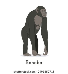 Bonobo vector illustration, cartoon clipart character, animal in flat style. Wild animals, wild creatures, wildlife concept. Great ape bonobo vector design isolated on white background