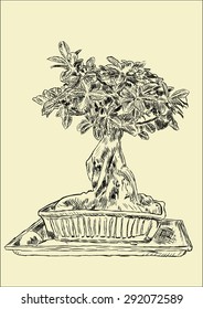 Bonsai 2