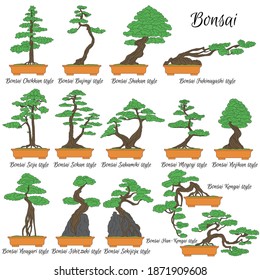 Bonsai. Different styles of miniature trees. The art of growing dwarf plants.