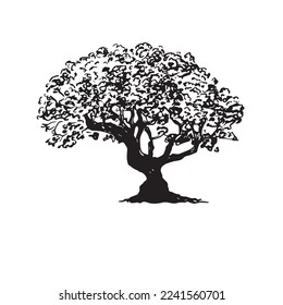 Bonsai drawing by hand. Drawing of a  Japanese tree. Bonsai on a white background, vector.